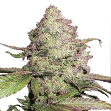 Charlotte's Angel CBD Auto Feminisiert