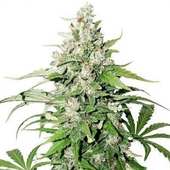 Cinderella Jack Auto Feminisiert