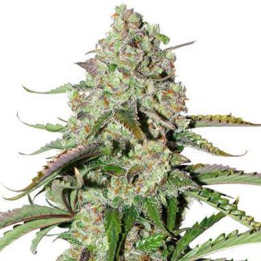 Colorado Cookies Auto Feminisiert