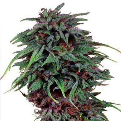 Durban Poison Feminisiert