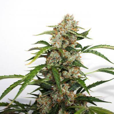 Orange Bud Auto Feminisiert