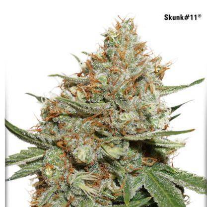 Skunk #11 Feminisiert