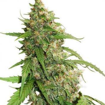 Compassion Lime CBD Auto Feminisiert