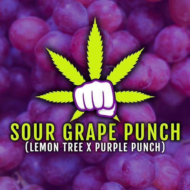 Sour Grape Punch Feminisiert