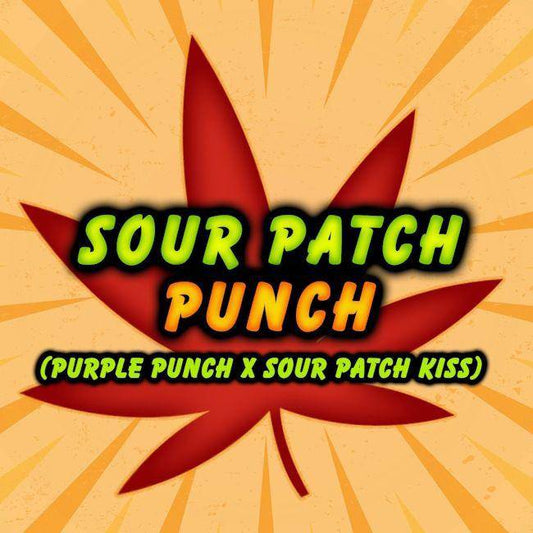 Sour Patch Punch Feminisiert