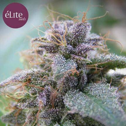 Blue Elite Indica Feminisiert