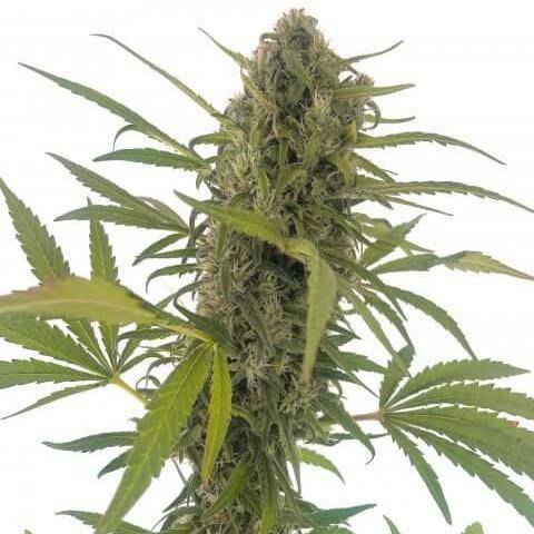 Gorilla Snow Ultra CBD Feminisiert