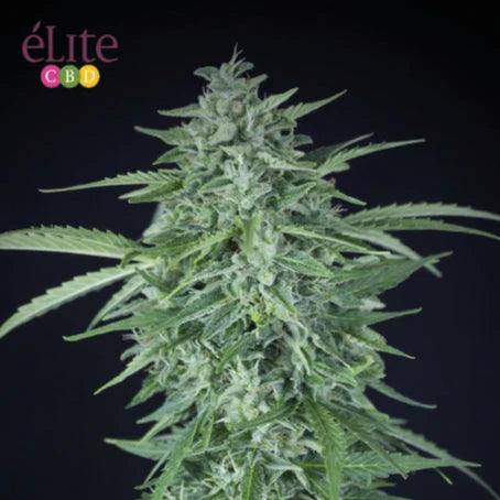 Llimonet Haze CBD Auto Feminisiert