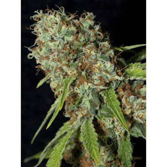 Jamaican Dream CBD Feminisiert