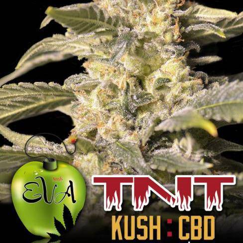 TNT Kush CBD Feminisiert