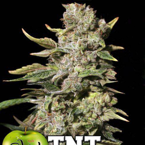 TNT Kush Feminisiert