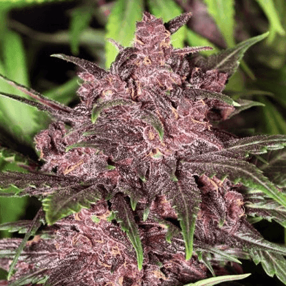 Black Haze Auto Feminisiert