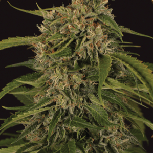 Sir Jack Pure CBD Auto Feminisiert