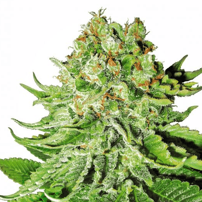 Northern Lights Auto Feminisiert