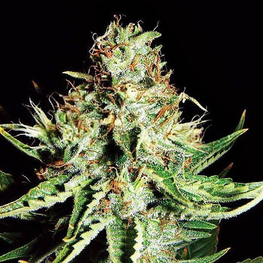 Sweet Cream Auto Feminisiert