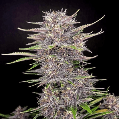 Banana Purple Punch Auto Feminisiert