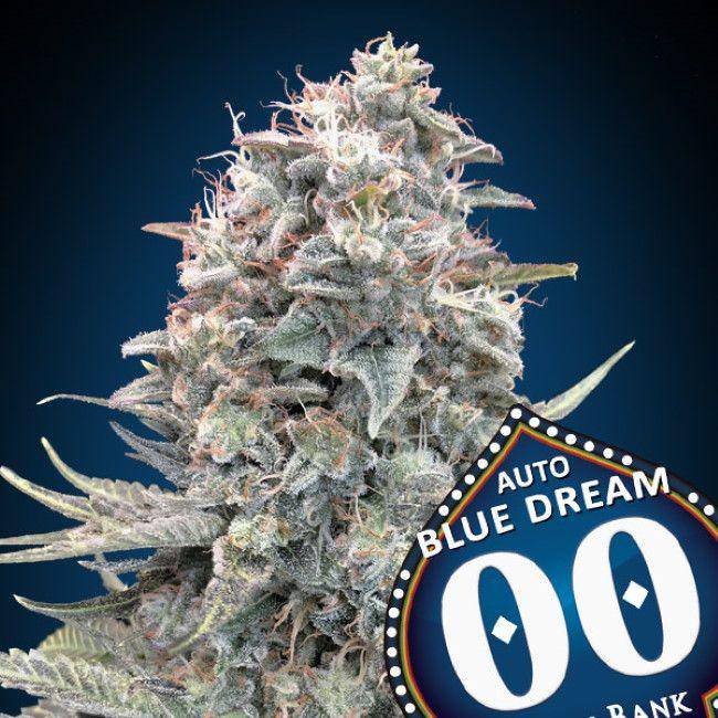 Blue Dream Auto Feminisiert