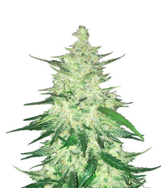 CBD 1:1  Auto Feminisiert Seeds (ehemals Crack CBD Auto)