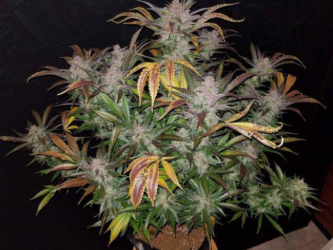 Cream Cookies Auto Feminisiert