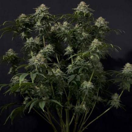 Gorilla Cookies FAST Feminisiert