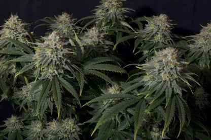 Gorilla Cookies FAST Feminisiert