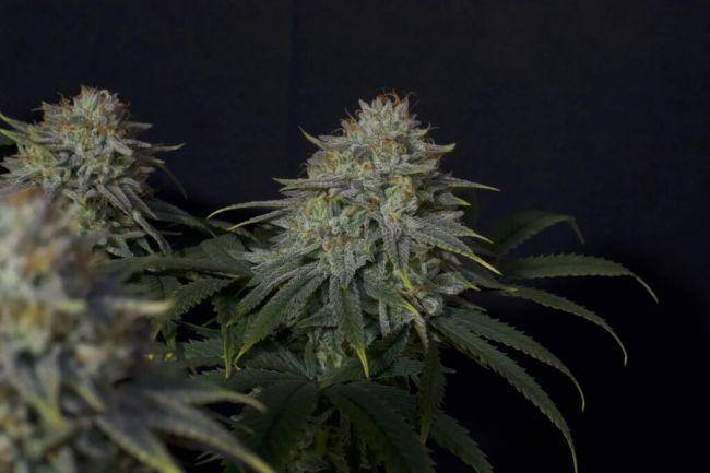 Gorilla Cookies FAST Feminisiert