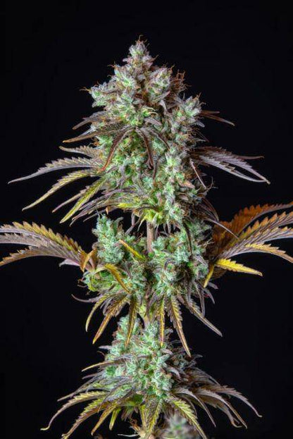 Original Big Bud Auto Feminisiert