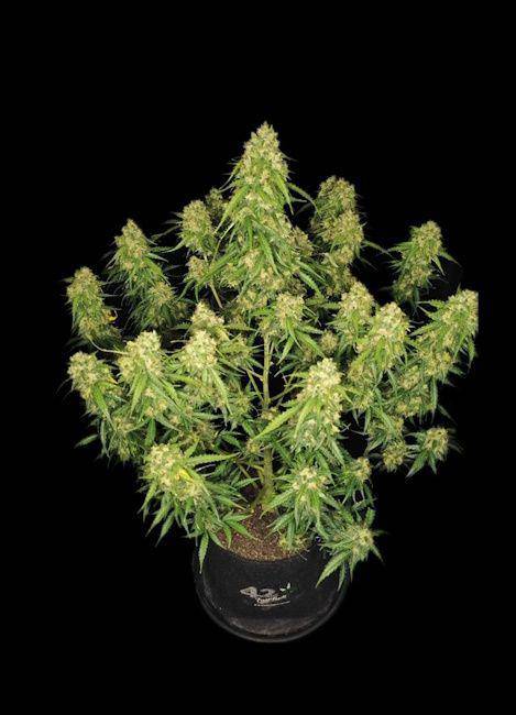 Sour Jealousy Auto Feminisiert