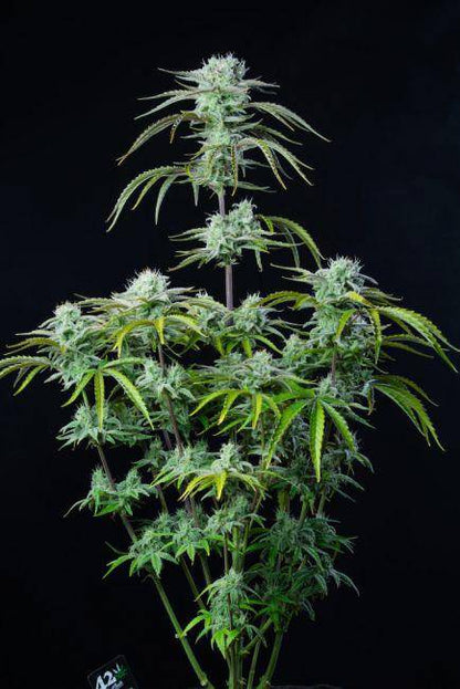 Strawberry Banana Auto Feminisiert