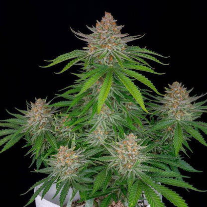 Strawberry Pie Auto Feminisiert