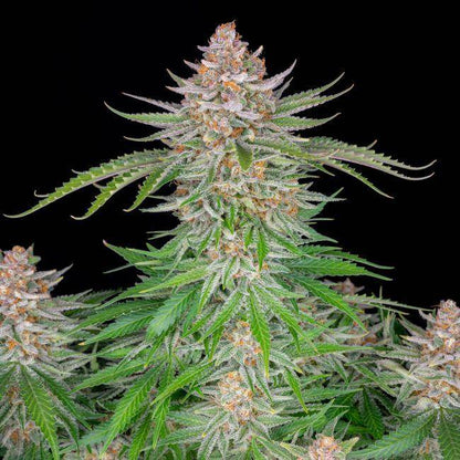 Strawberry Pie Auto Feminisiert