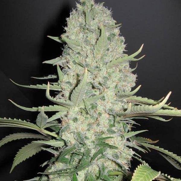 White Widow x Big Bud Feminisiert