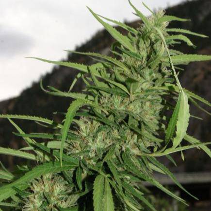 Cookie G13 Super Auto Feminisiert