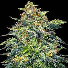 London Cream Cake Auto Feminisiert