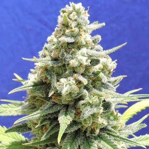 Amnesia Lemon Kush Feminisiert