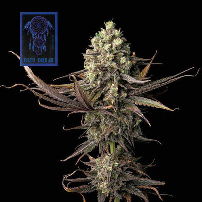 Blue Dream Feminisiert