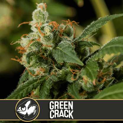 Green Crack Feminisiert