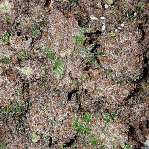 Phantom Cookies Domina Feminisiert