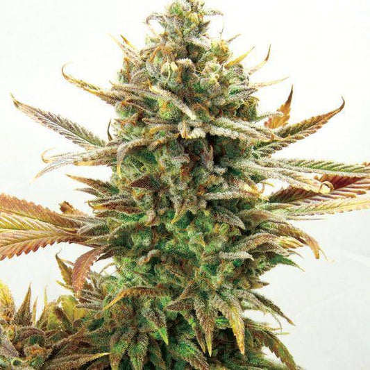 Super Critical Bud CBD Feminisiert