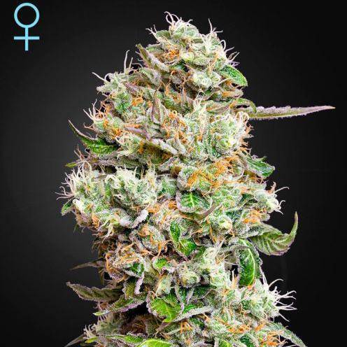 King's Kush CBD Auto Feminisiert