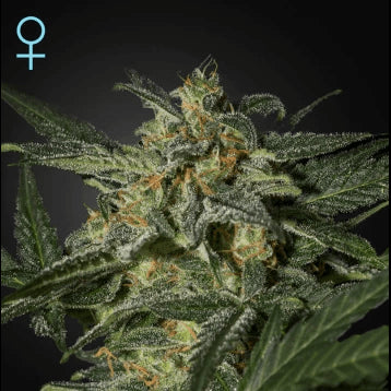 White Widow CBD Auto Feminisiert