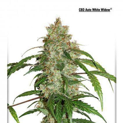 White Widow CBD Auto Feminisiert