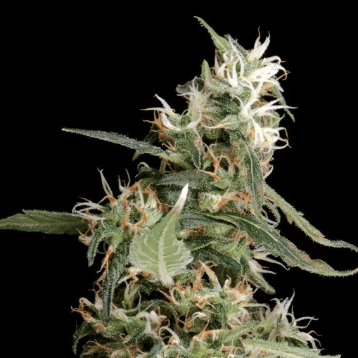 Arjan's Ultra Haze #1 Feminisiert