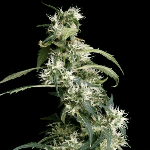 Arjan's Ultra Haze #2 Feminisiert