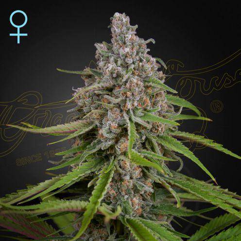 Deep Candy CBD Feminisiert