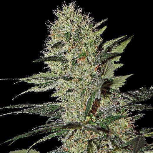 Exodus Cheese Auto Feminisiert