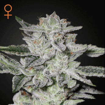 Sweet Valley Kush Feminisiert