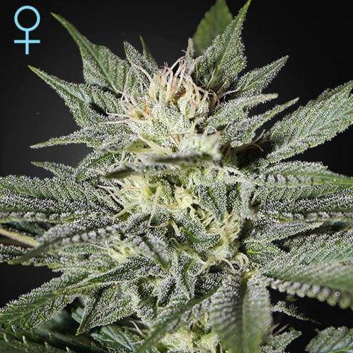 King's Kush CBD Feminisiert