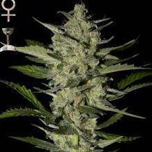 Flowerbomb Kush Feminisiert