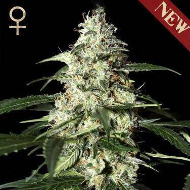 Skunk Auto Feminisiert